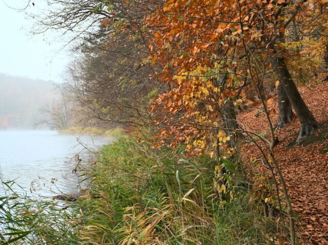 Barnim, Biesenthal, Biesenthaler Becken, Lanke, Germany, autumn, fog