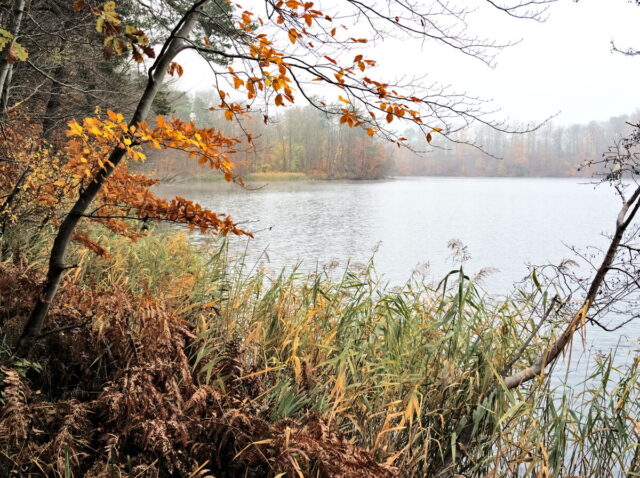 Barnim, Biesenthal, Biesenthaler Becken, Lanke, Germany, autumn, fog