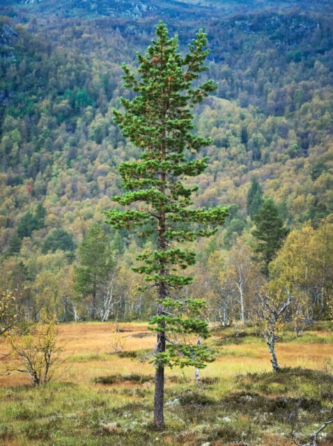 Norway, 2024, Bykle, Bykleheiane, Bygland, Byglandfjord, Otra, Setesdalen, Kristiansand