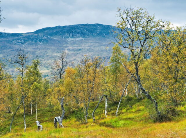 Norway, 2024, Bykle, Bykleheiane, Bygland, Byglandfjord, Otra, Setesdalen, Kristiansand