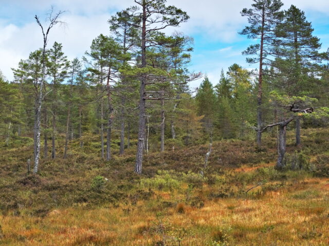 Norway, 2024, Bykle, Bykleheiane, Bygland, Byglandfjord, Otra, Setesdalen, Kristiansand