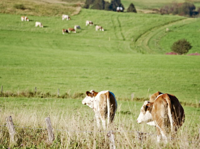 Rhön, Rhön Mountains, Hessen, Hesse, Germany, Fulda, Gersfeld, Wasserkuppe, Milsburg