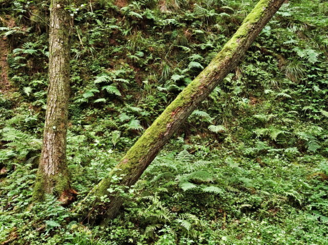 Rhön, Rhön Mountains, Hessen, Hesse, Germany, Fulda, Gersfeld, Wasserkuppe, Milsburg