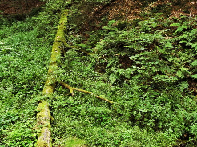 Rhön, Rhön Mountains, Hessen, Hesse, Germany, Fulda, Gersfeld, Wasserkuppe, Milsburg