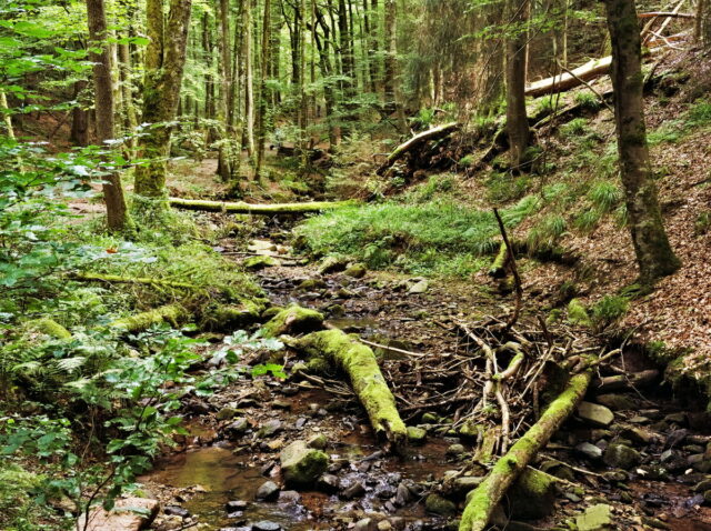 Rhön, Rhön Mountains, Hessen, Hesse, Germany, Fulda, Gersfeld, Wasserkuppe, Milsburg