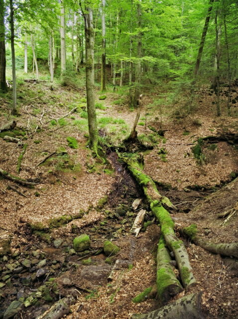 Rhön, Rhön Mountains, Hessen, Hesse, Germany, Fulda, Gersfeld, Wasserkuppe, Milsburg