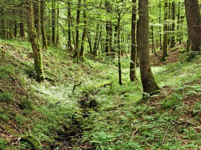 Rhön, Rhön Mountains, Hessen, Hesse, Germany, Fulda, Gersfeld, Wasserkuppe, Milsburg