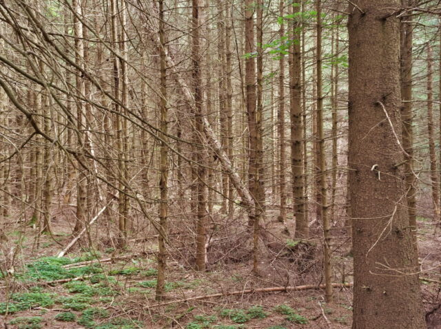 Rhön, Rhön Mountains, Hessen, Hesse, Germany, Fulda, Gersfeld, Wasserkuppe, Milsburg