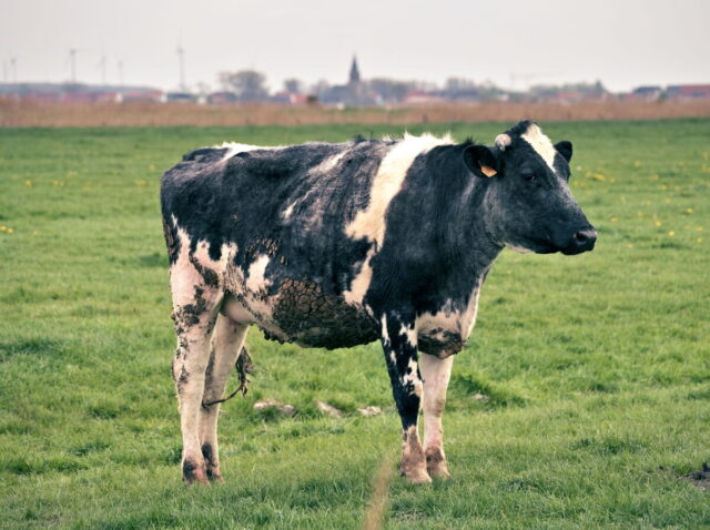 Belgium, Blankenberge, Flanders, North Sea