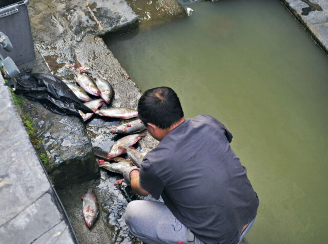 China,Anhui,Yi Counti, Xidi Village, 西递