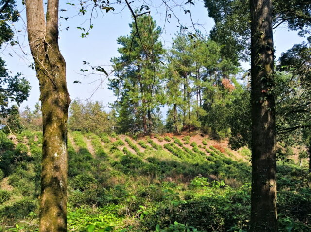 China, Anhui, Qiyunshan, mountains, old villages