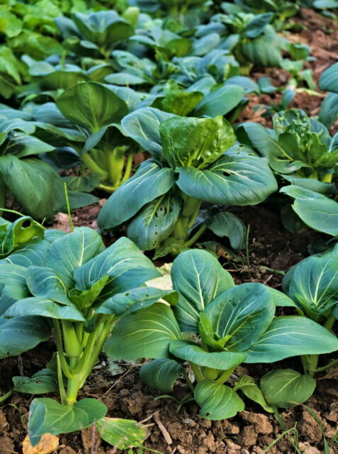 China, Anhui, Qiyunshan, mountains, old villages