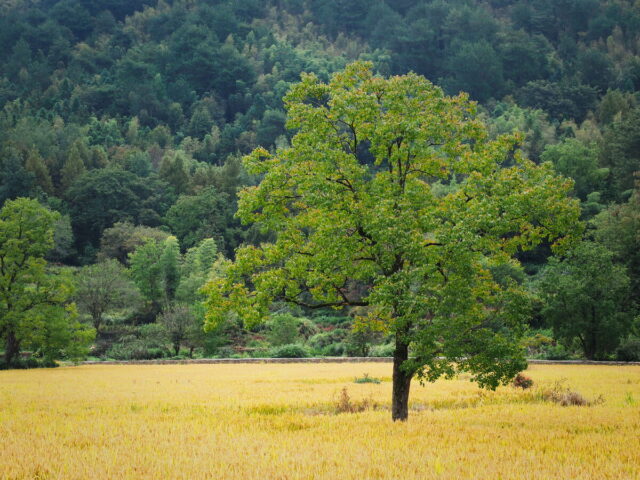 Anhui,China,Hongcun Village, Tachuan Village, 宏村,塔川