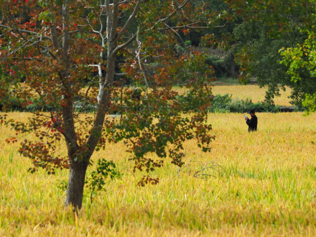 Anhui,China,Hongcun Village, Tachuan Village, 宏村,塔川