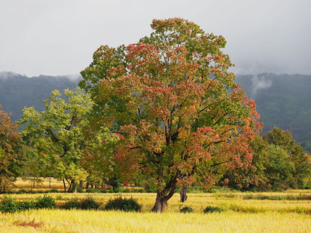 Anhui,China,Hongcun Village, Tachuan Village, 宏村,塔川