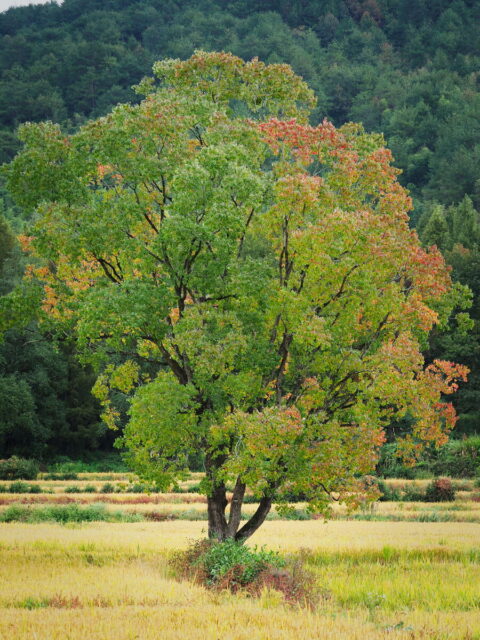 Anhui,China,Hongcun Village, Tachuan Village, 宏村,塔川