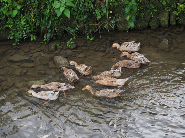 Anhui,China,Hongcun Village, Tachuan Village, 宏村,塔川