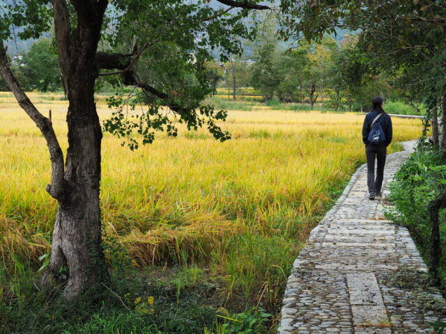 Anhui,China,Hongcun Village, Tachuan Village, 宏村,塔川