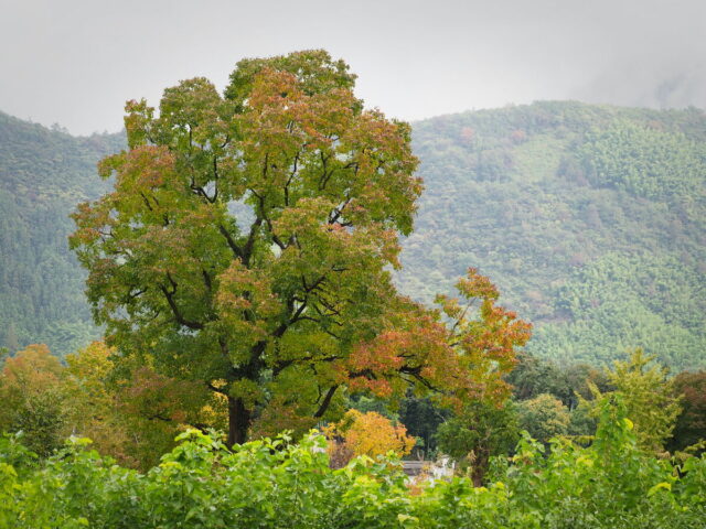 Anhui,China,Hongcun Village, Tachuan Village, 宏村,塔川