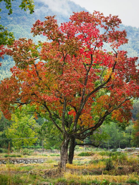 Anhui,China,Hongcun Village, Tachuan Village, 宏村,塔川