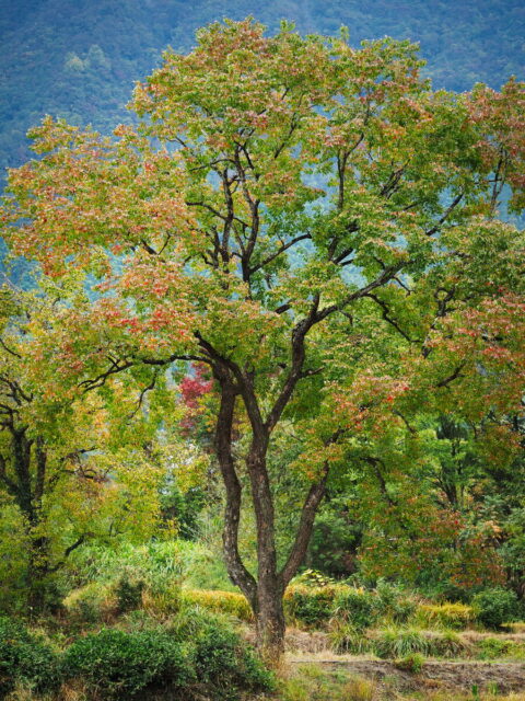 Anhui,China,Hongcun Village, Tachuan Village, 宏村,塔川