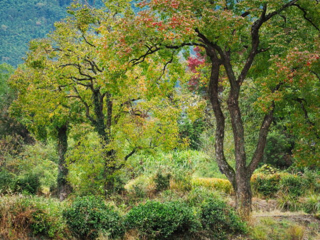 Anhui,China,Hongcun Village, Tachuan Village, 宏村,塔川