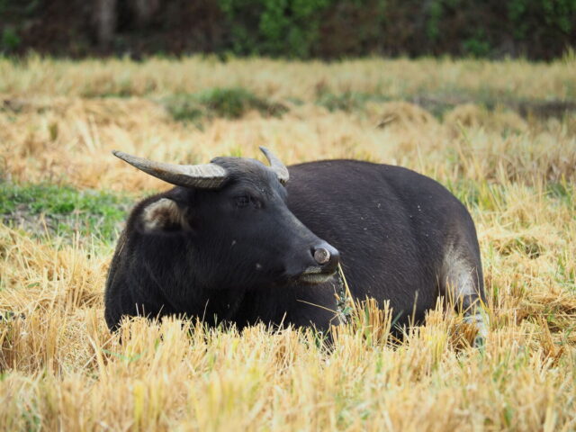 Anhui,China,Hongcun Village, Tachuan Village, 宏村,塔川