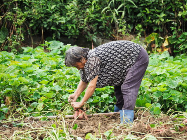 Anhui,China,Hongcun Village, Tachuan Village, 宏村,塔川
