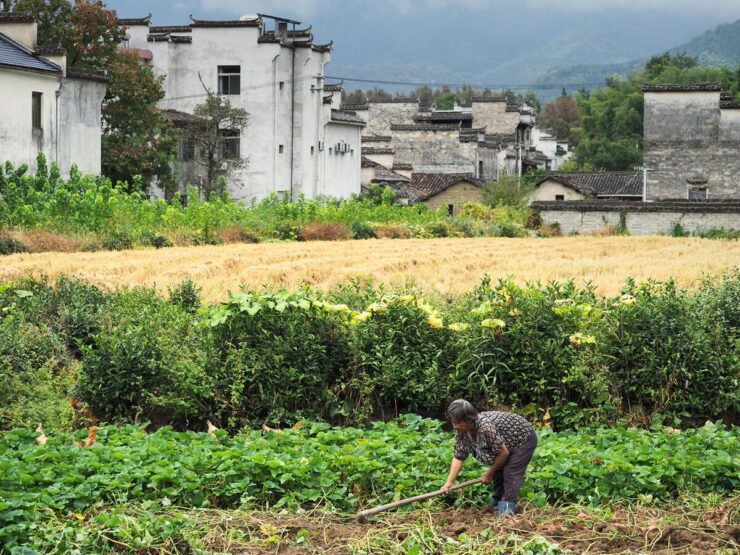 Anhui,China,Hongcun Village, Tachuan Village, 宏村,塔川