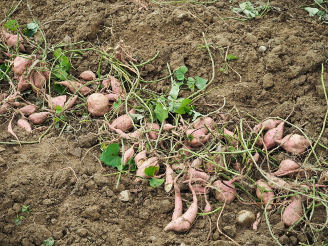 Anhui,China,Hongcun Village, Tachuan Village, 宏村,塔川