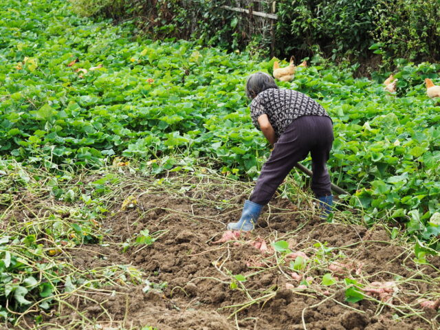Anhui,China,Hongcun Village, Tachuan Village, 宏村,塔川