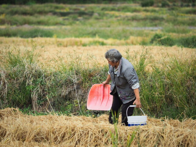 Anhui,China,Hongcun Village, Tachuan Village, 宏村,塔川