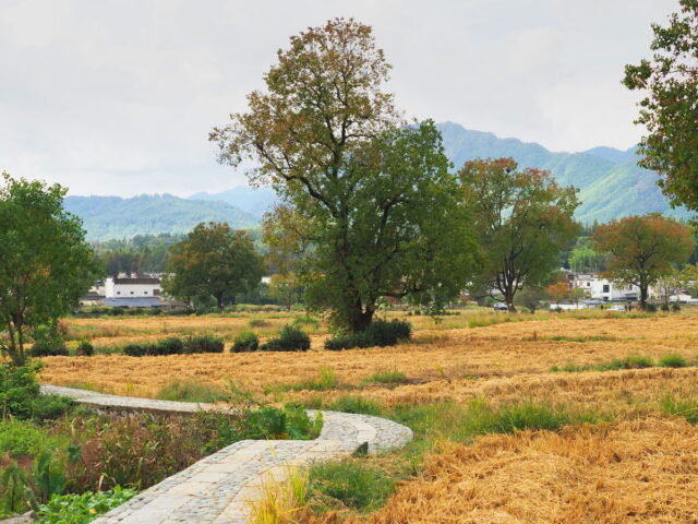 Anhui,China,Hongcun Village, Tachuan Village, 宏村,塔川