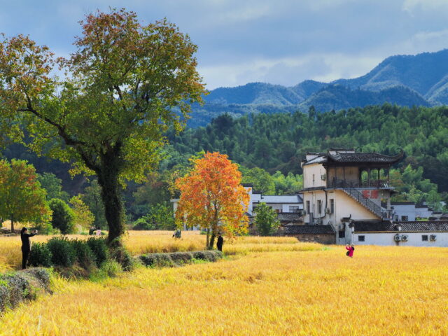 Anhui,China,Hongcun Village, Tachuan Village, 宏村,塔川