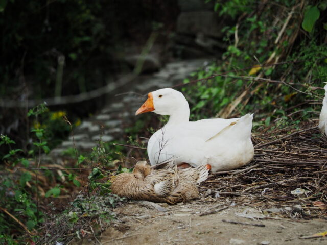 Anhui,China,Hongcun Village, Tachuan Village, 宏村,塔川