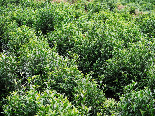 Anhui,China,Hongcun Village, Tachuan Village, 宏村,塔川