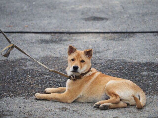 Anhui,China,Hongcun Village, Tachuan Village, 宏村,塔川