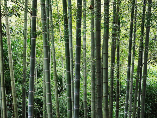 Anhui,China,Hongcun Village, Tachuan Village, 宏村,塔川