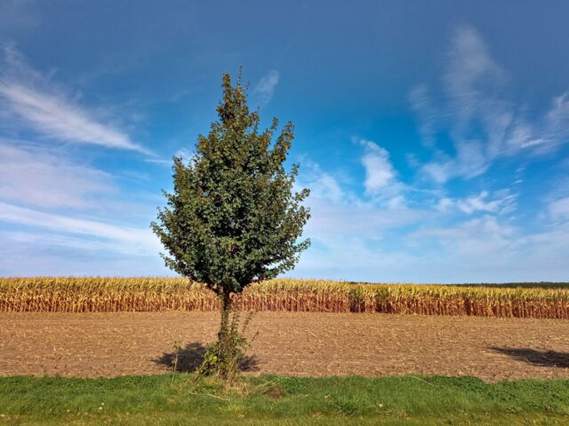 Barnim, Uckermark, Oder, Oderbruch, Nationalpark Unteres Odertal, Polen, Grenze,  Bikepacking