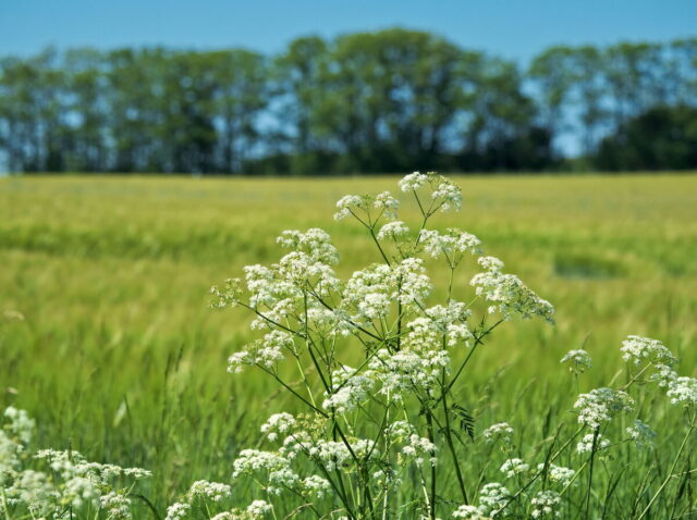 Seefeld, Haussee, Barnim, Brandenburg, lake, fields, countryside, Germany, 2026, summer