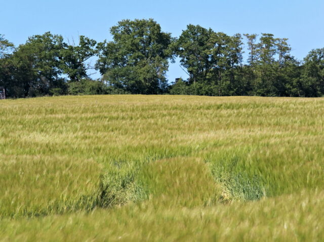 Seefeld, Haussee, Barnim, Brandenburg, lake, fields, countryside, Germany, 2026, summer