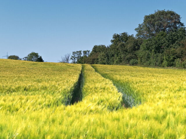 Seefeld, Haussee, Barnim, Brandenburg, lake, fields, countryside, Germany, 2026, summer