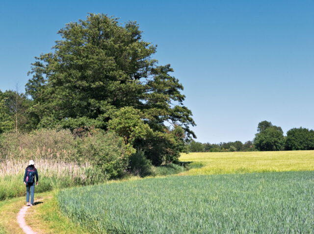 Seefeld, Haussee, Barnim, Brandenburg, lake, fields, countryside, Germany, 2026, summer