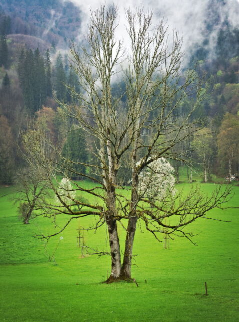 Tegernsee, Bavaria, Mountains, Meadows, Lake views
